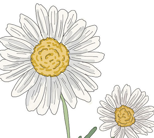 Daisy Card