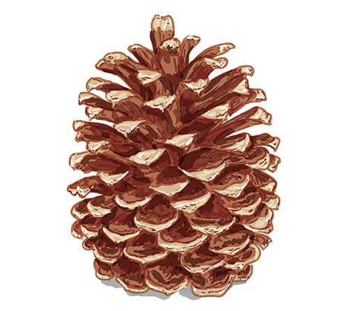 Pine Cone Card