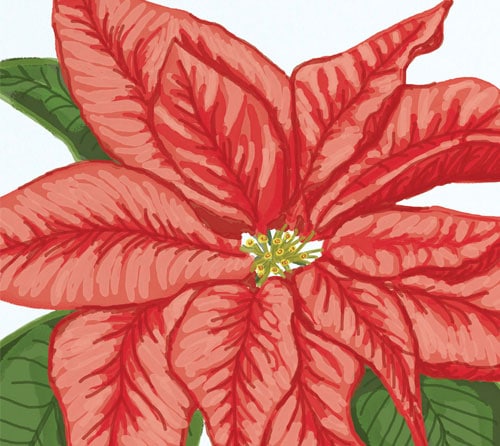 Poinsettia-Zoom
