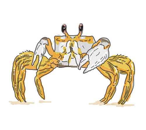 Beach Crab