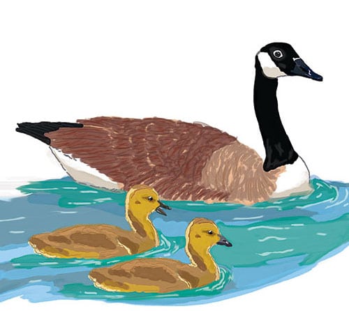 Canadian Goose Card Zoom